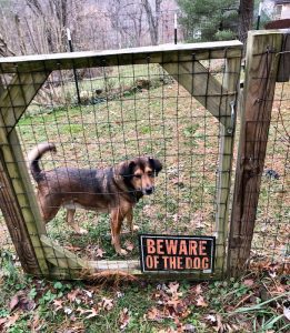 beware of dog sign with dog behind a fence
