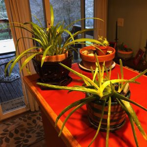 houseplants inside a house