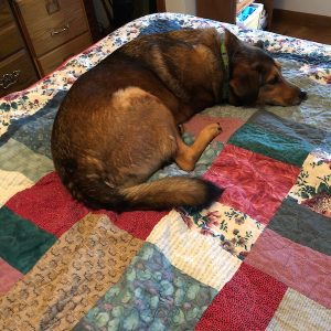 dog on bed