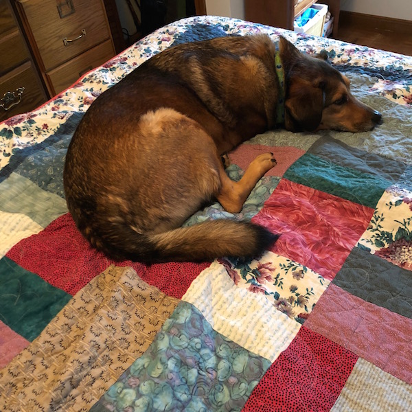 dog on bed